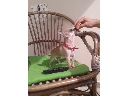 Τσιουάουα τόι - Chihuahua toy